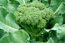 broccoil
